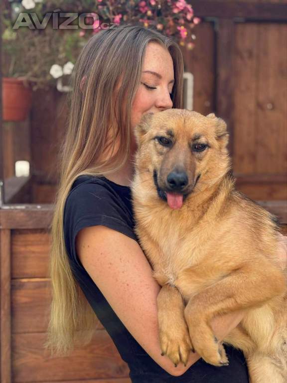 Foto inzerátu ABBYNKA - do 15 kg, kastrovaná fenečka 1 rok 