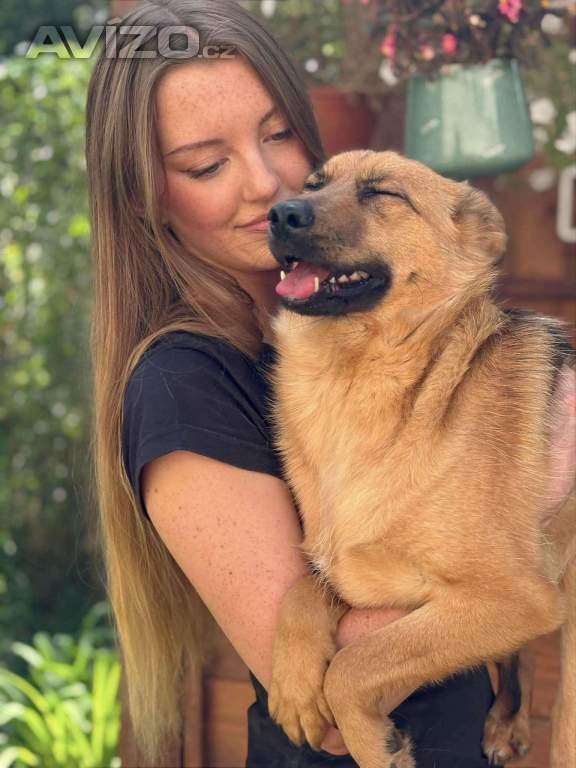 Foto inzerátu ABBYNKA - do 15 kg, kastrovaná fenečka 1 rok 