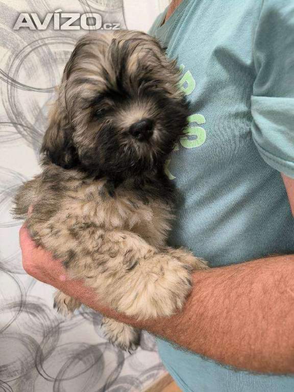 Nabízím Lhasa Apso s PP