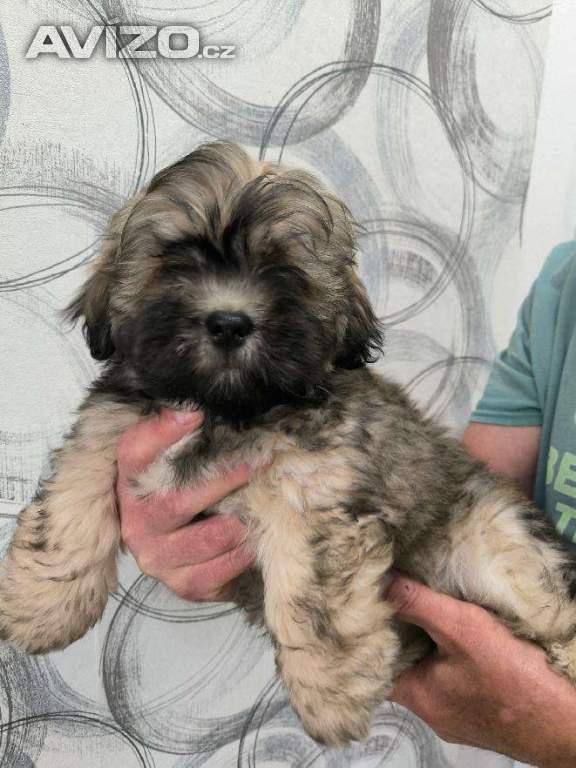 Foto inzerátu Nabízím Lhasa Apso s PP