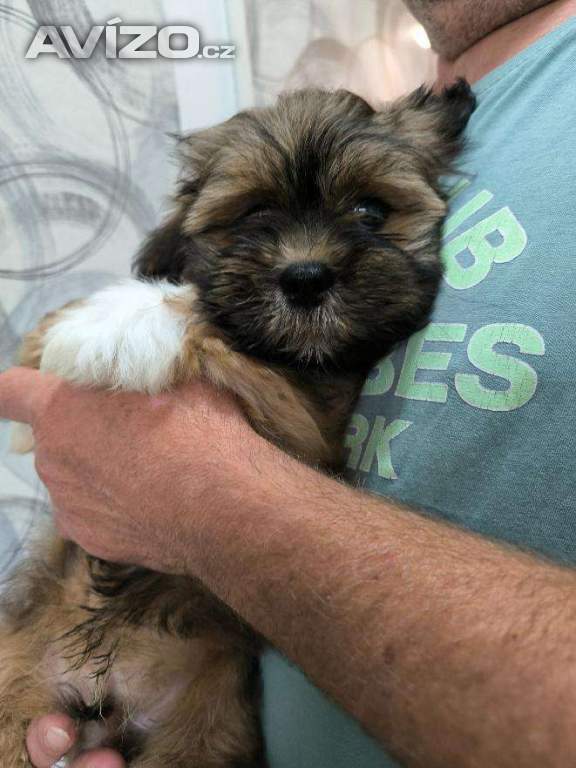 Foto inzerátu Nabízím Lhasa Apso s PP