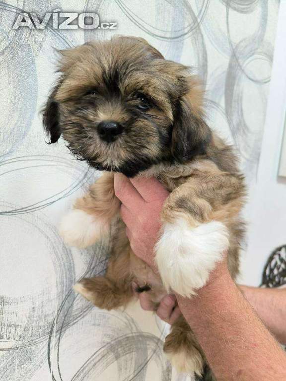 Foto inzerátu Nabízím Lhasa Apso s PP