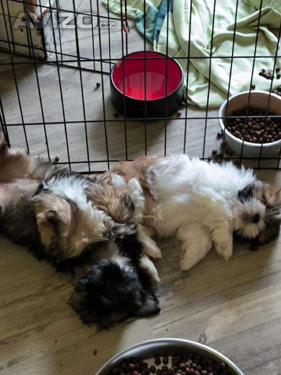 Foto inzerátu Nabízím Lhasa Apso s PP
