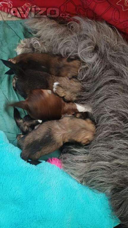 Foto inzerátu Nabízím Lhasa Apso s PP