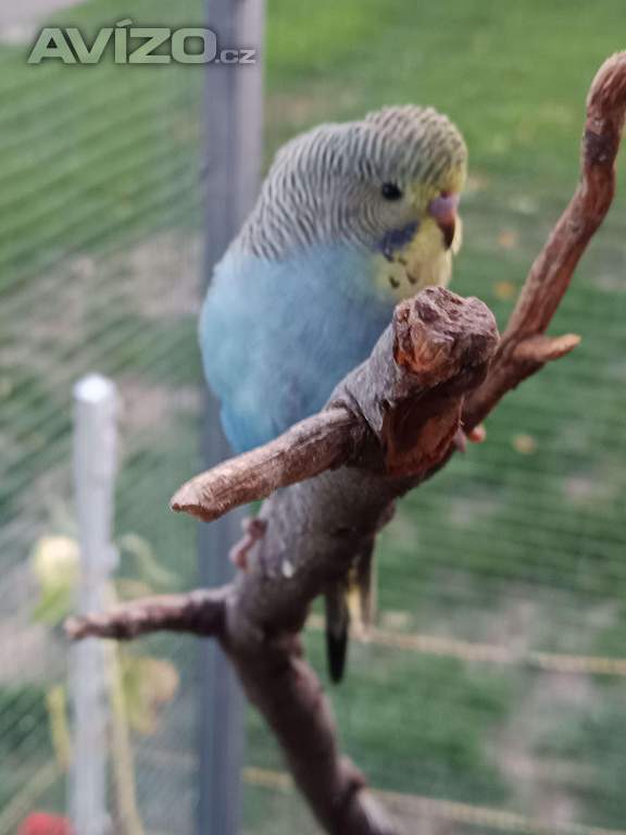 Foto inzerátu Andulky vlnkované a výstavni 