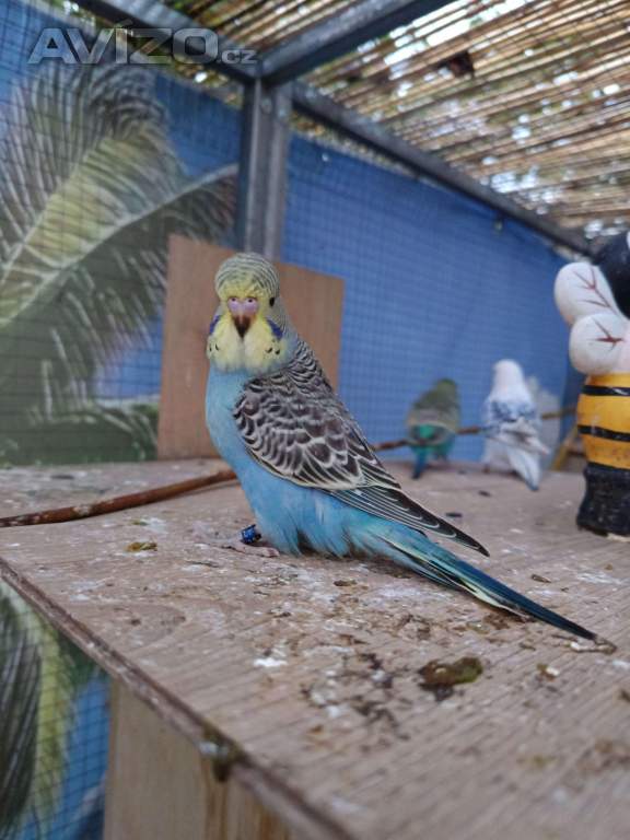 Foto inzerátu Andulky vlnkované a výstavni 