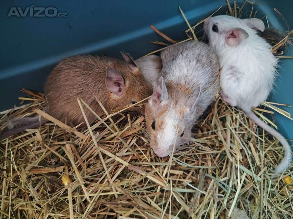 Foto inzerátu Osmák Degu