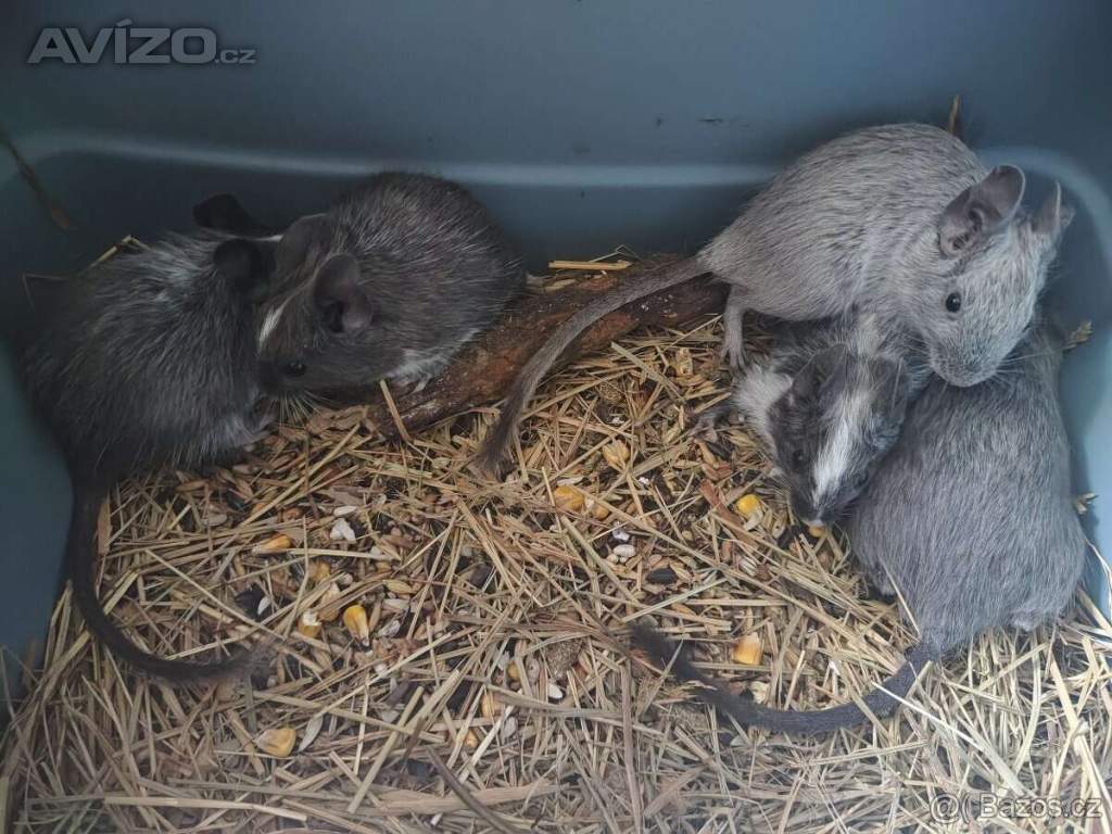 Foto inzerátu Osmák Degu