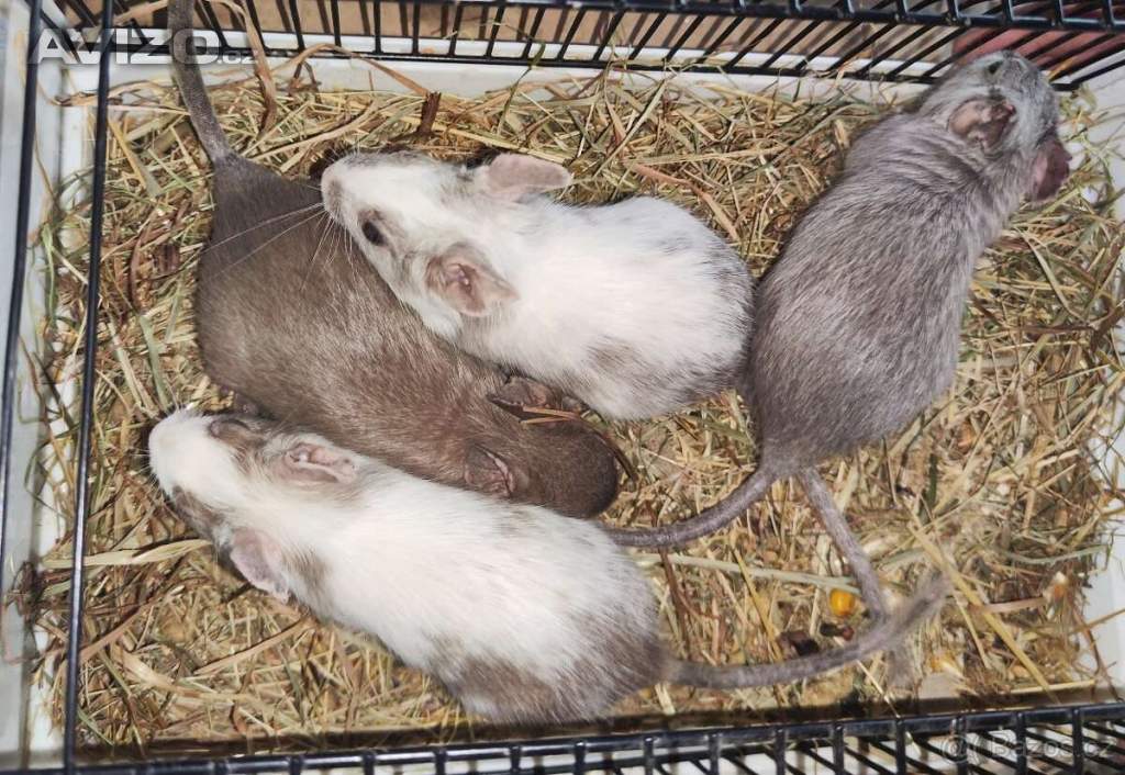 Foto inzerátu Osmák Degu