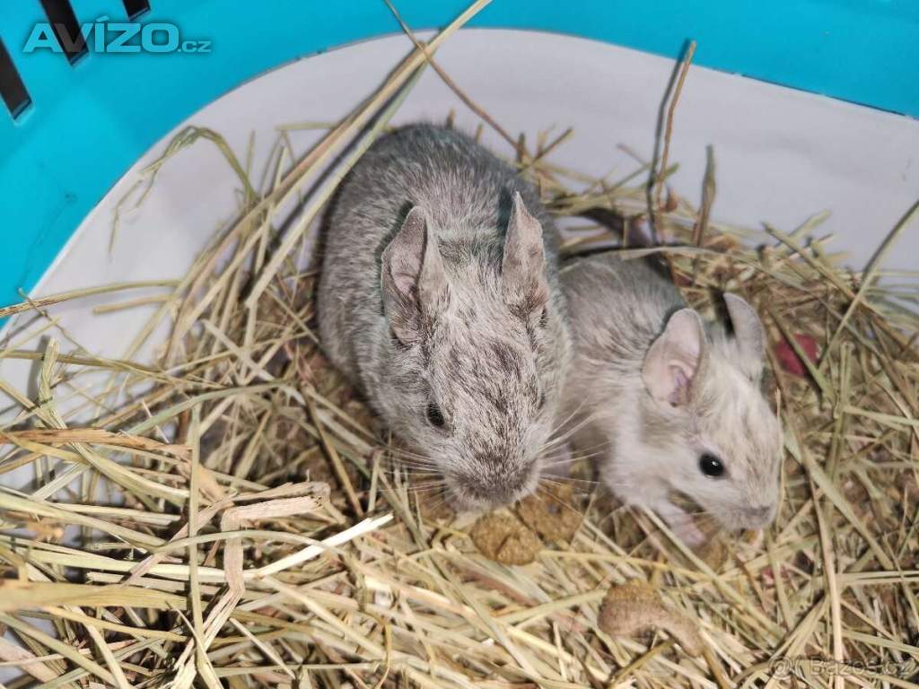 Foto inzerátu Osmák Degu