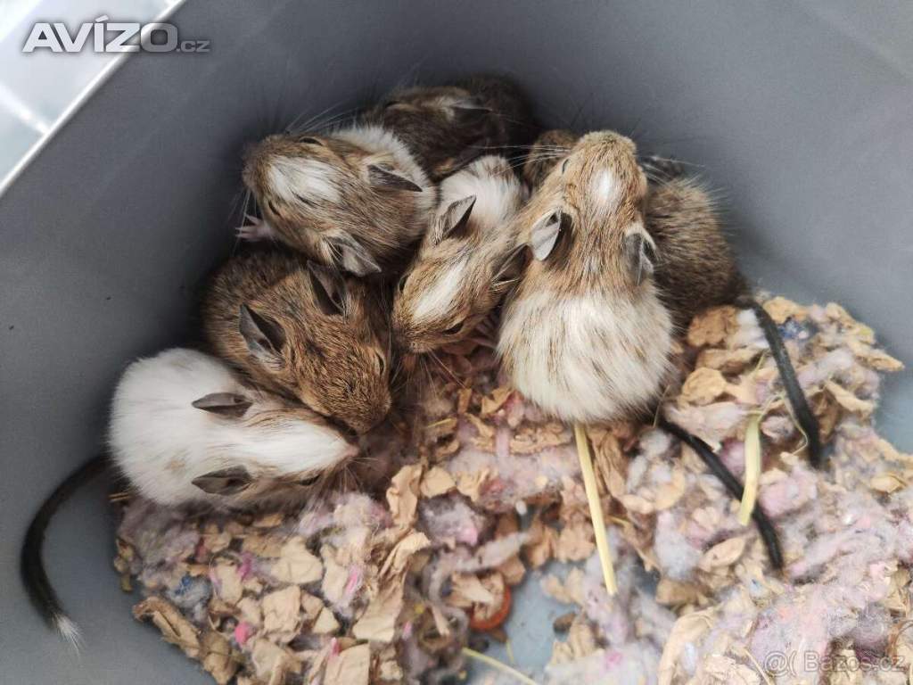Foto inzerátu Osmák Degu