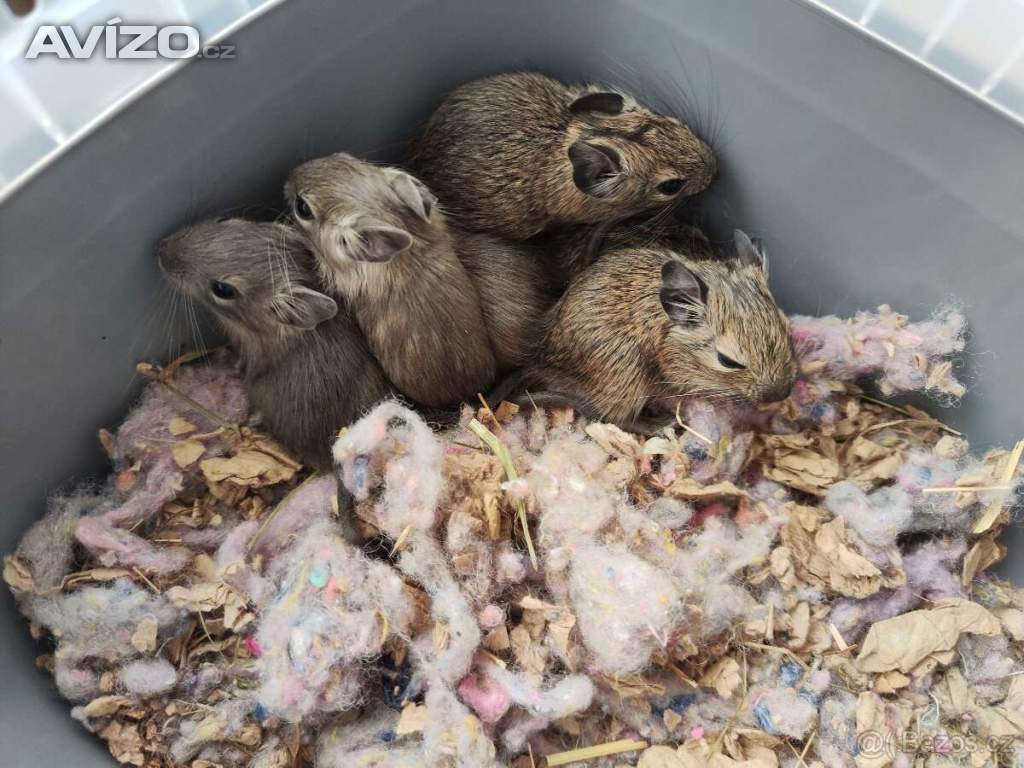 Foto inzerátu Osmák Degu