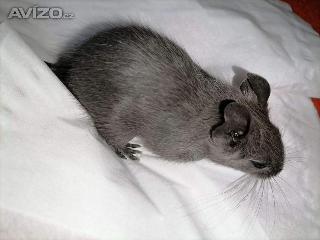 Foto inzerátu Osmák Degu