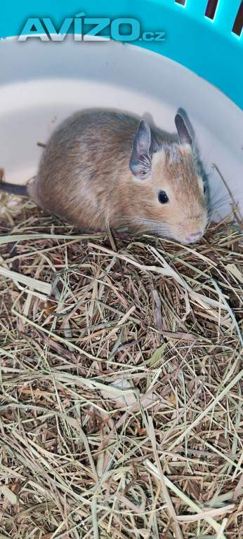 Foto inzerátu Osmák Degu