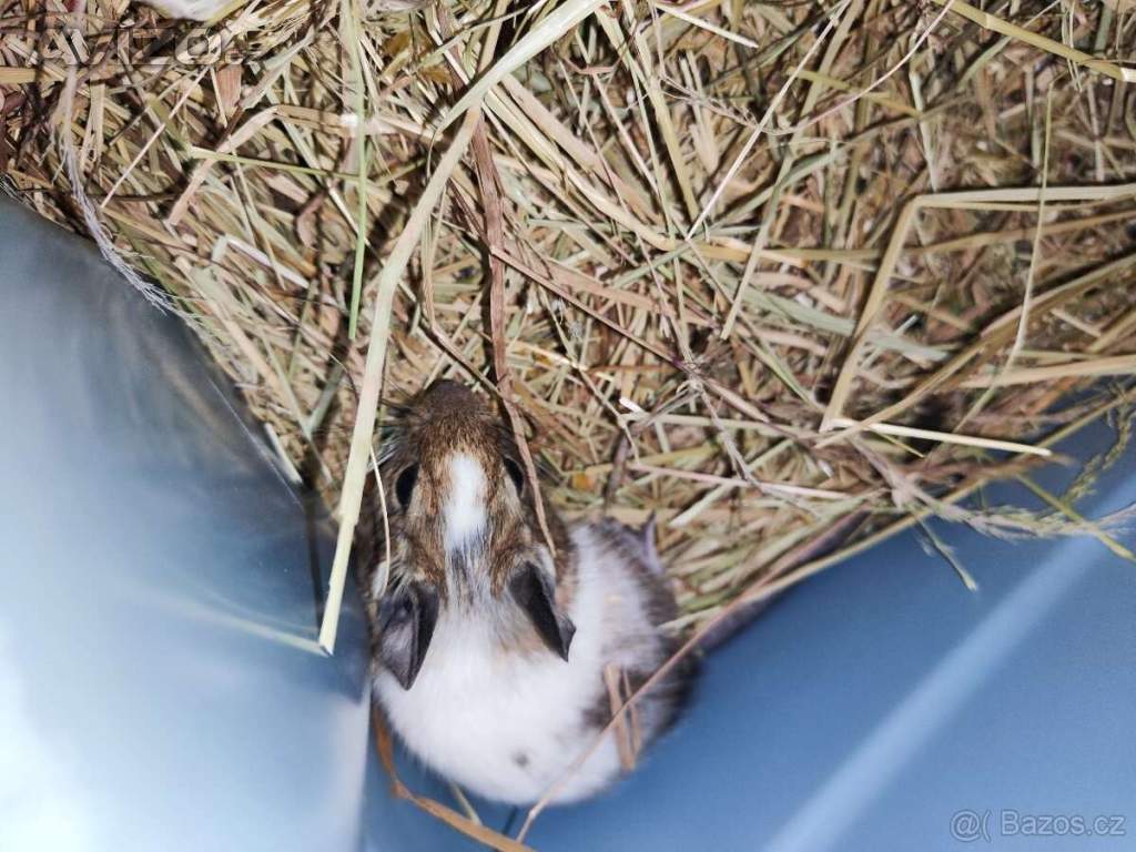 Foto inzerátu Osmák Degu