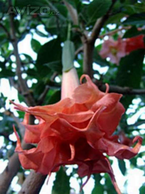 Řízek Brugmansia Phänomenal - Andělská trumpeta