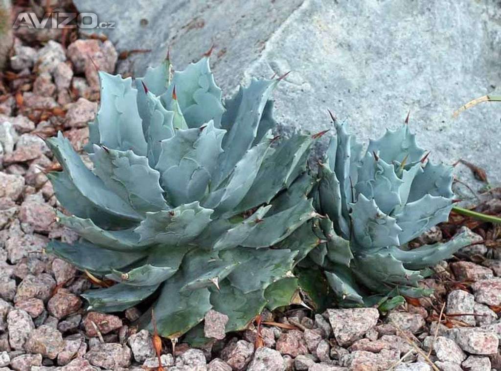 Agave isthmensis - semena