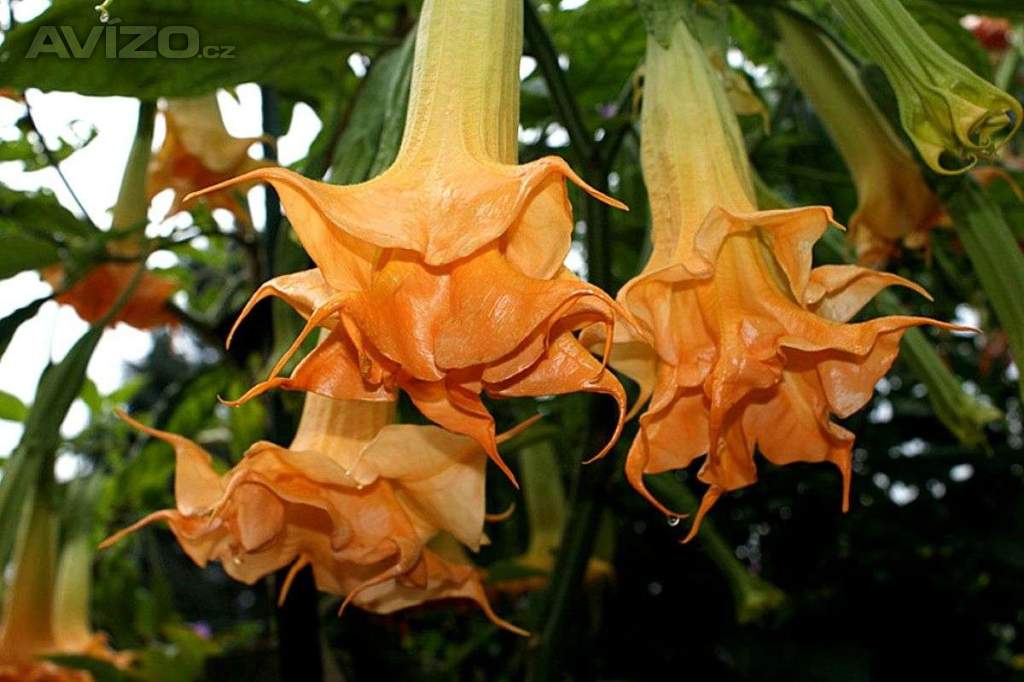 Řízek Brugmansia Angels Amber Queen - Andělská trumpeta