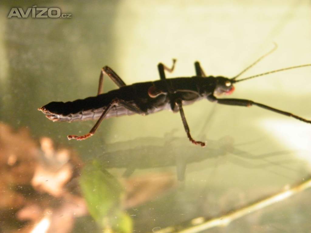 Foto inzerátu  Strašilka ďábelská/Peruphasma schultei/