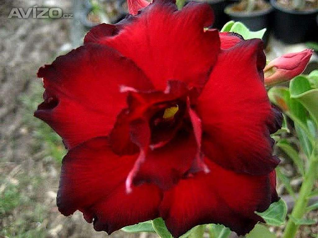 Adenium obesum black red - semena