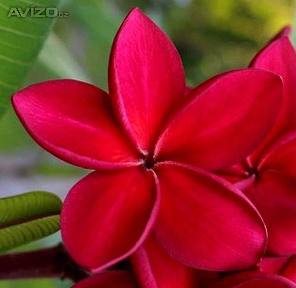 Plumeria Frangipani Redfire - semena