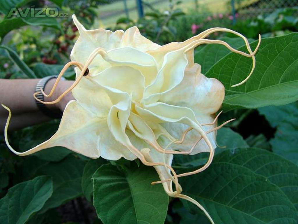 Řízek Brugmansia Summertime - Andělská trumpeta