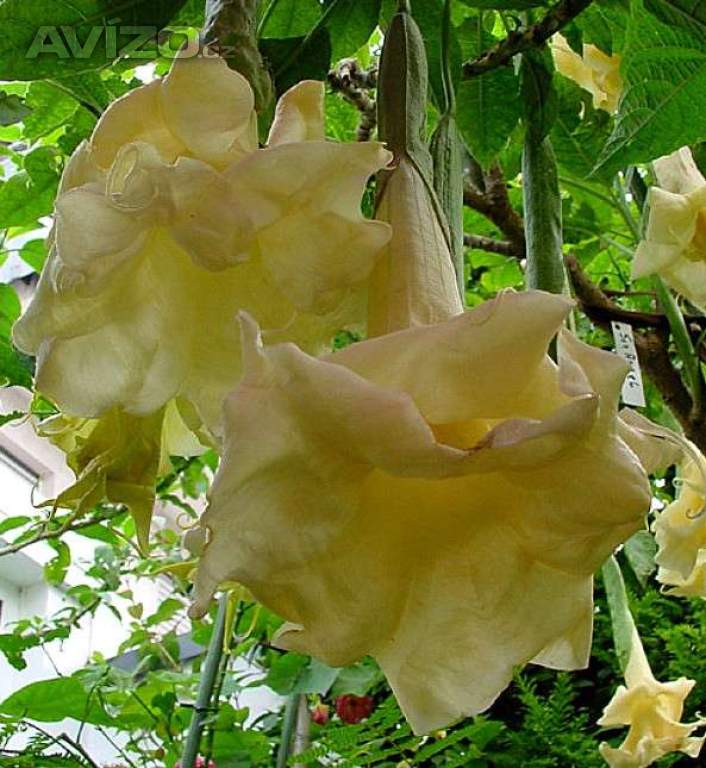 Řízek Brugmansia Sun Angel - Andělská trumpeta