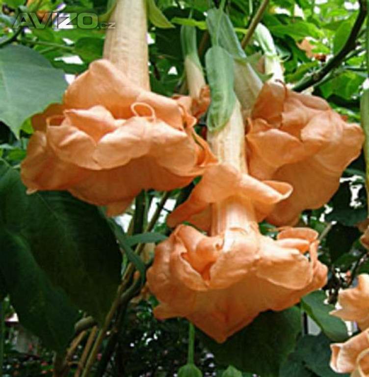 Řízek Brugmansia Angels Flight - Andělská trumpeta