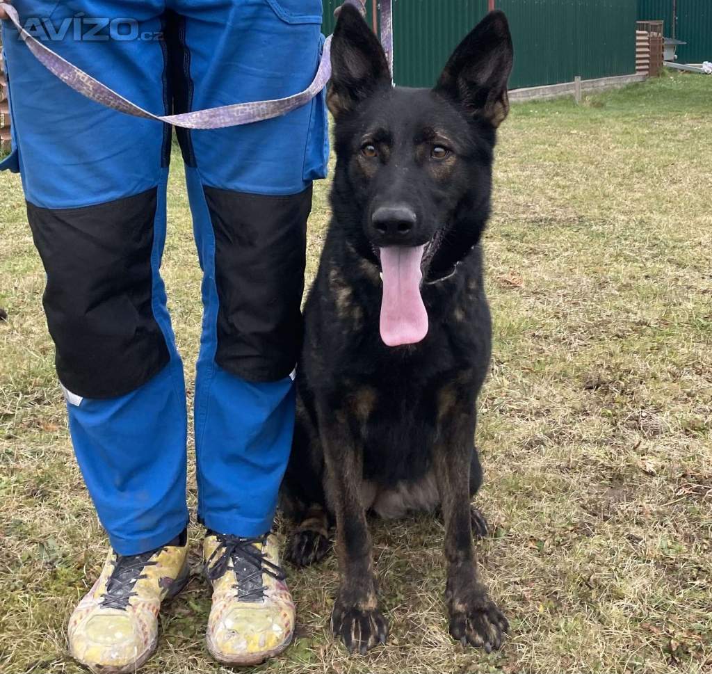 Foto inzerátu Německý ovčák štěńata ihned k odběru