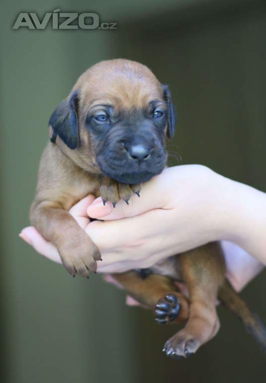 Foto inzerátu Volní 3 pejsci Rhodéského ridgebacka s PP
