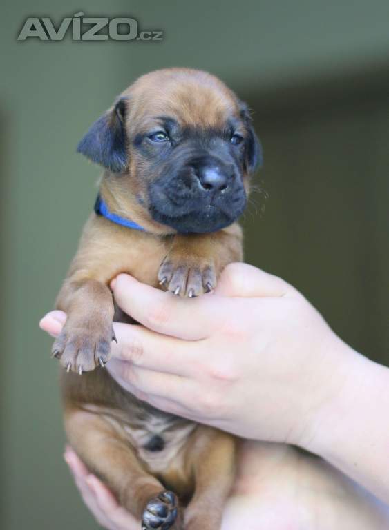Foto inzerátu Volní 3 pejsci Rhodéského ridgebacka s PP