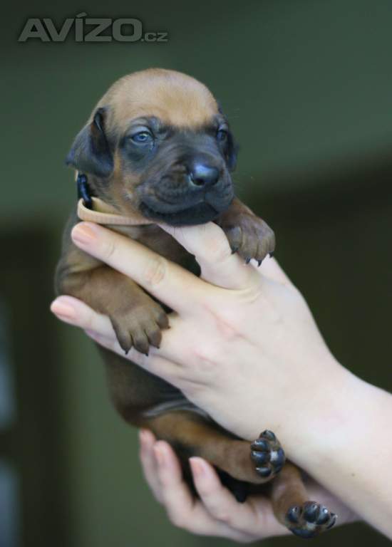 Foto inzerátu Volní 3 pejsci Rhodéského ridgebacka s PP