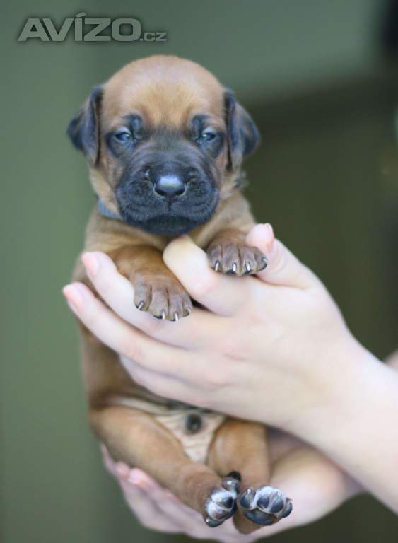 Foto inzerátu Volní 3 pejsci Rhodéského ridgebacka s PP