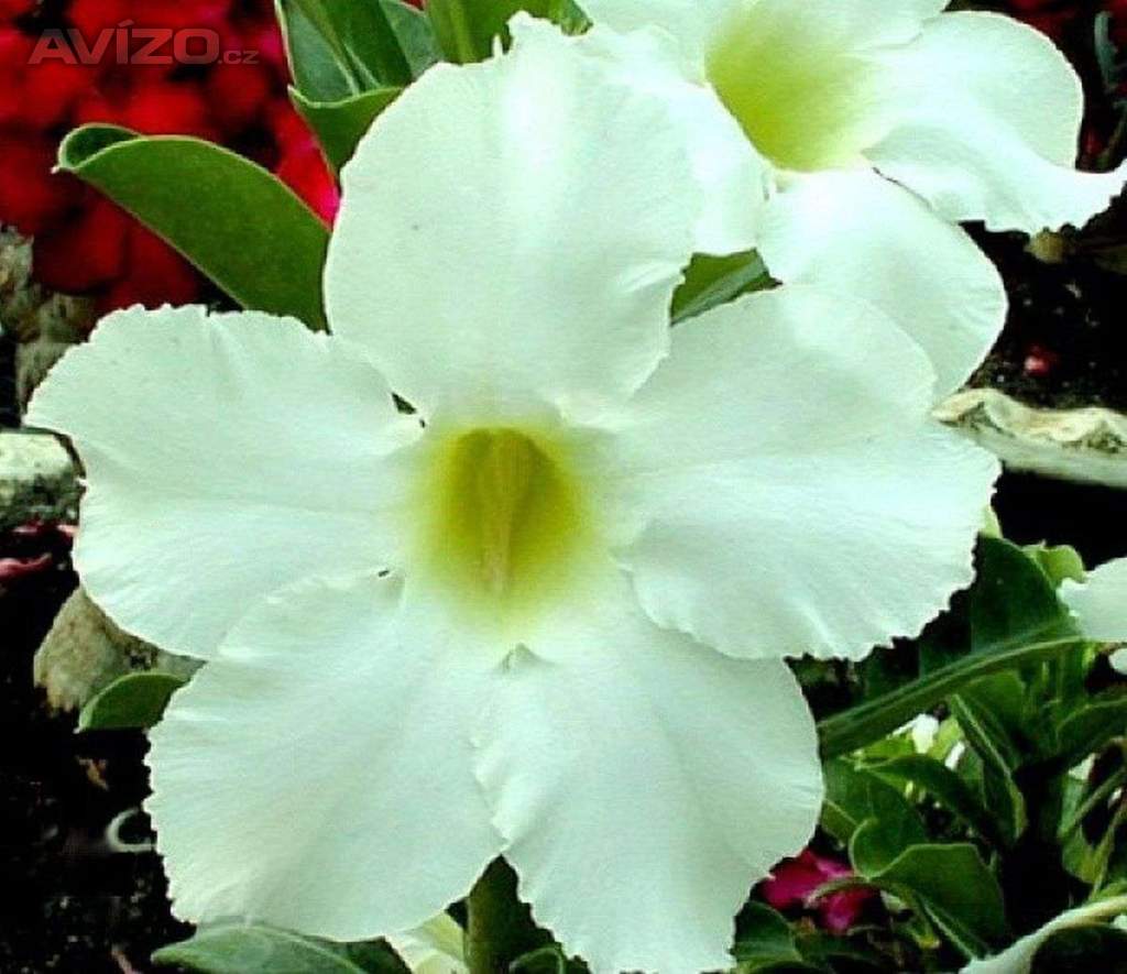 Adenium obesum asian star - semena