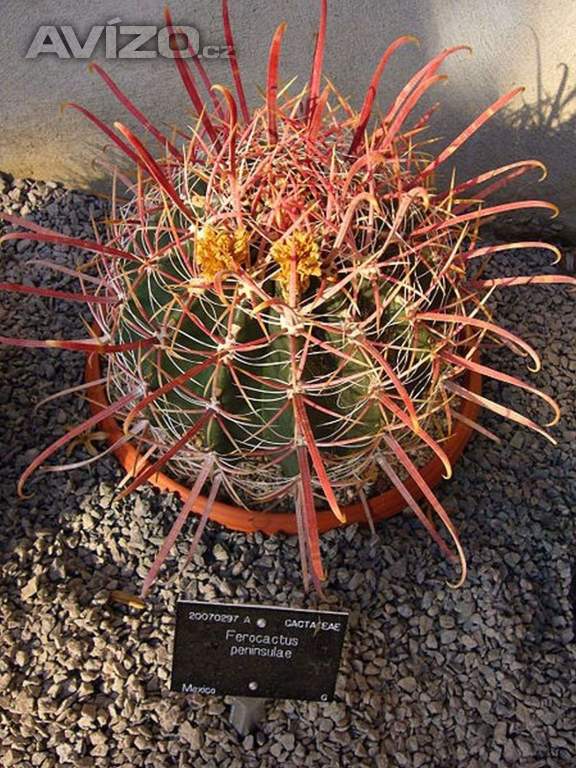 Kaktus Ferocactus peninsulae - semena