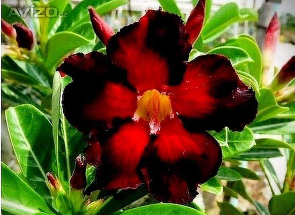 Adenium obesum double black fire - semena