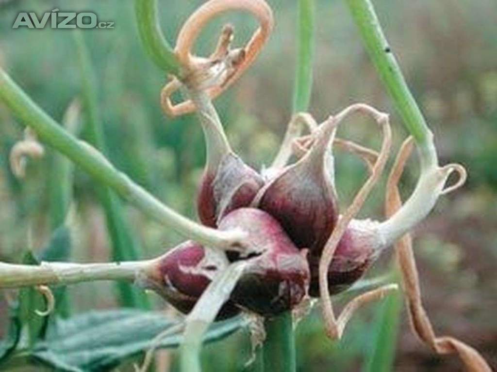 Sazenice Cibule prorůstaná (Egyptská)