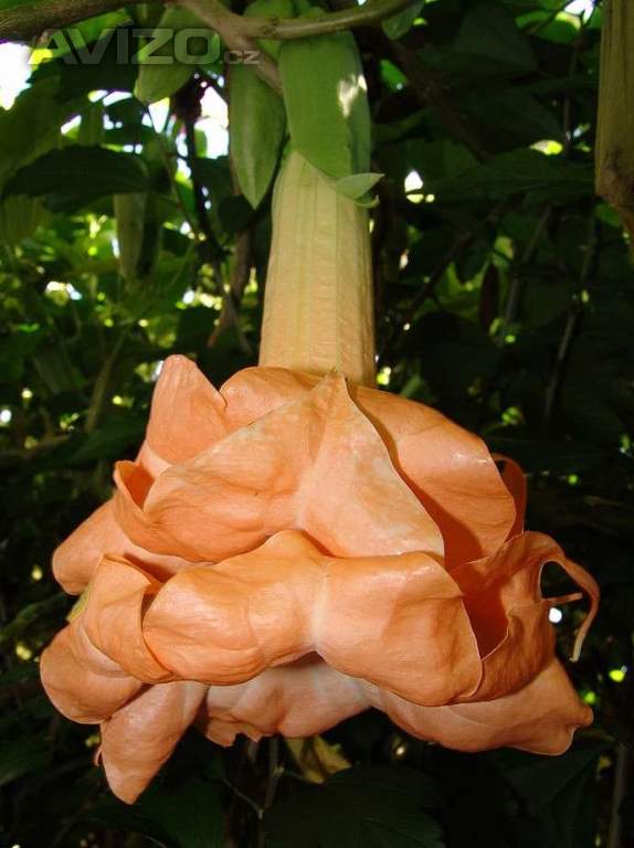 Řízek Brugmansia Angels Flight variegata - Andělská trumpeta