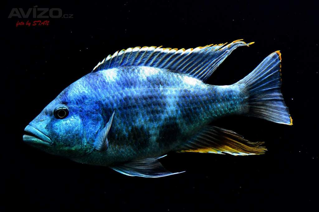 Nimbochromis livingstoni