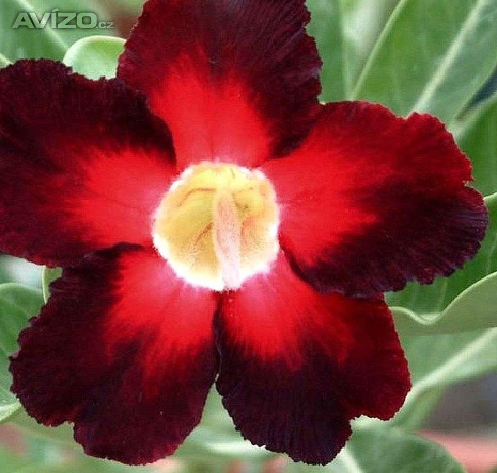 Adenium obesum apollo - semena