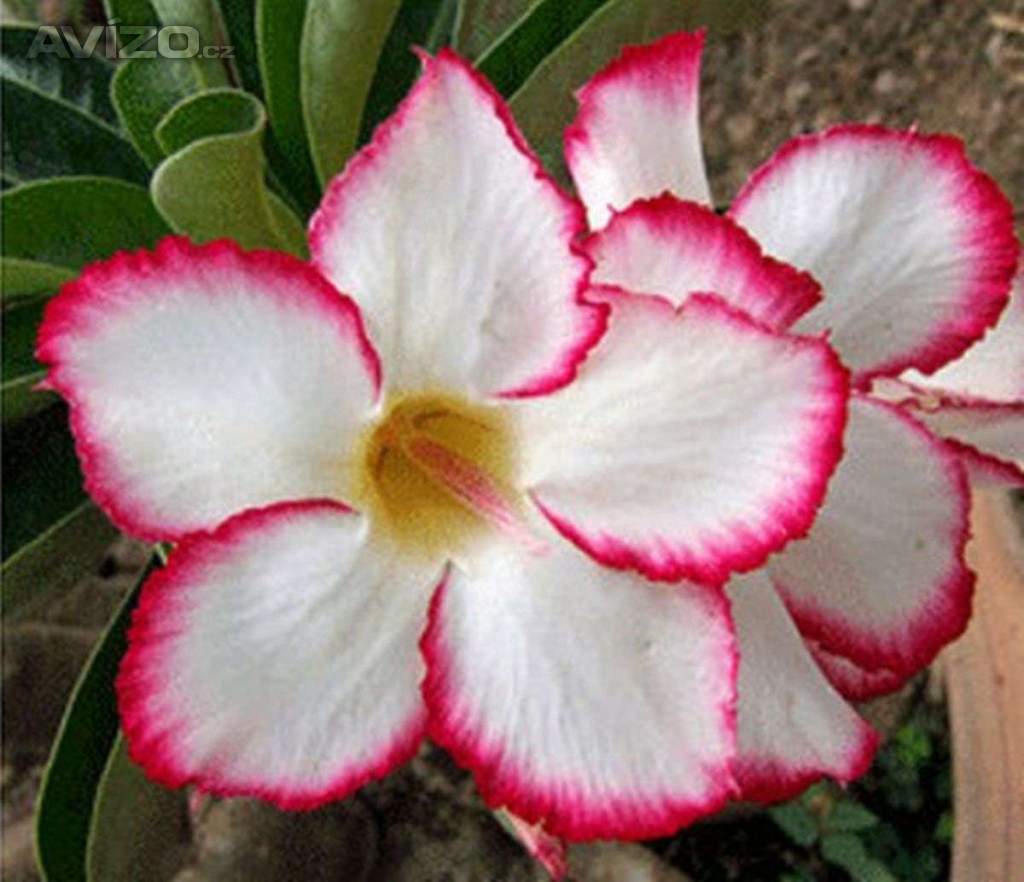 Adenium obesum my country - semena