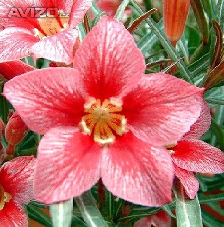 Adenium obesum red flabellate - semena