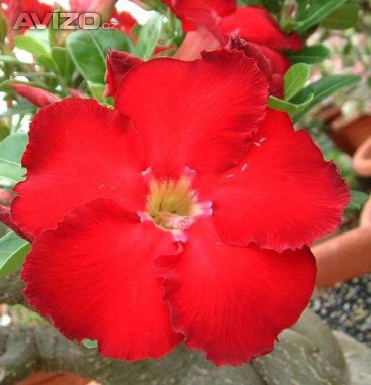 Adenium obesum red star Taiwan - semena