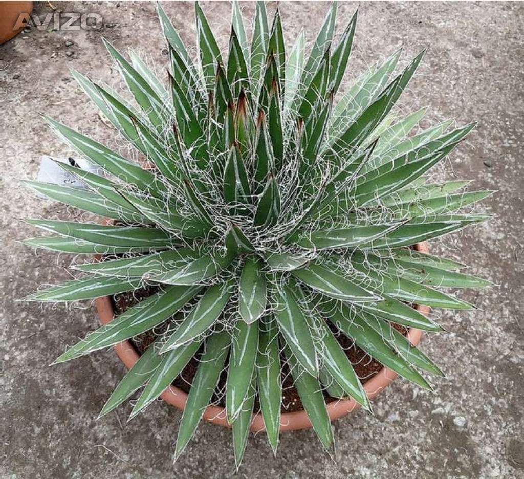 Sazenice Agave schidigera