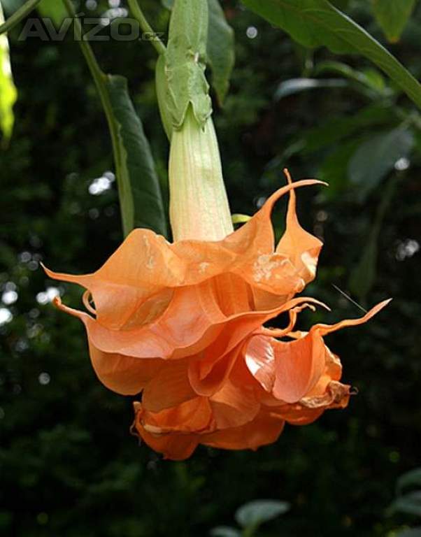 Řízek Brugmansia Angels Sunexplosion - Andělská trumpeta