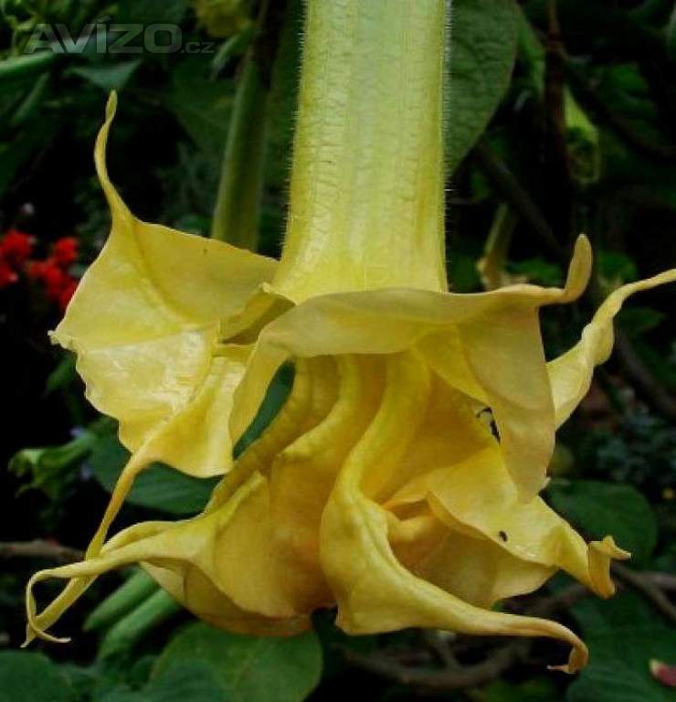 Řízek Brugmansia Angels Sunstar - Andělská trumpeta