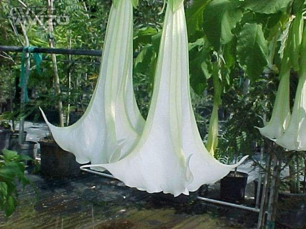 Řízek Brugmansia Arborea - Andělská trumpeta