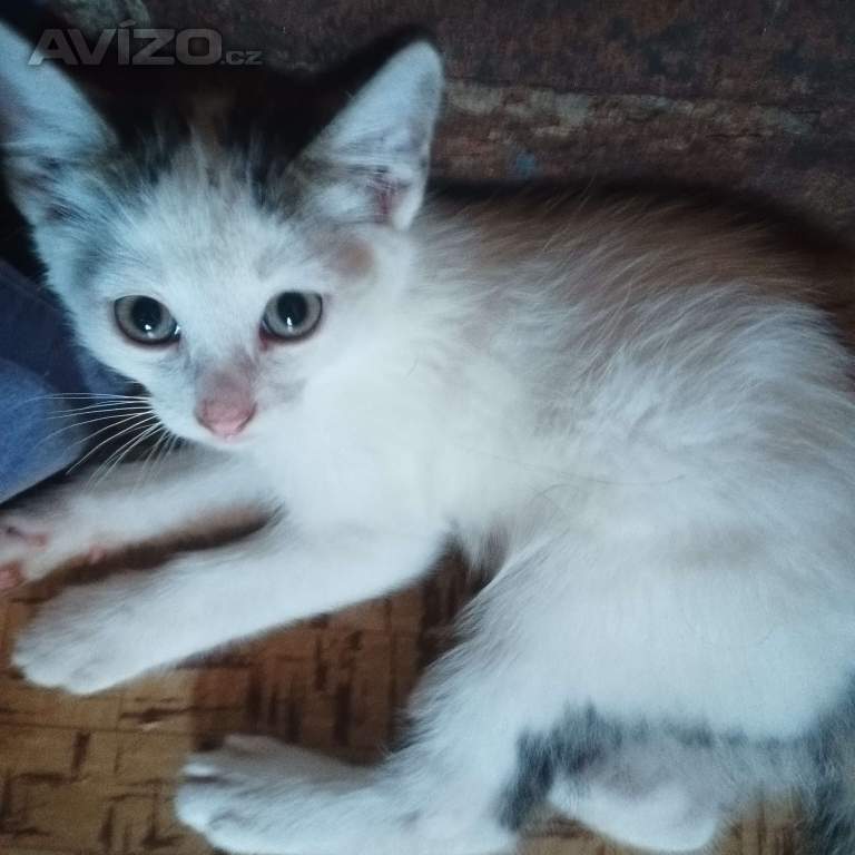 Foto inzerátu Koťátka Britská x