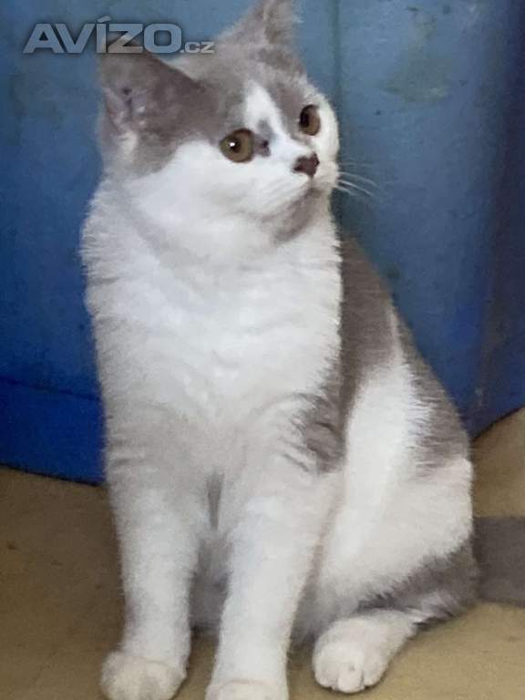 Foto inzerátu Britská koťata