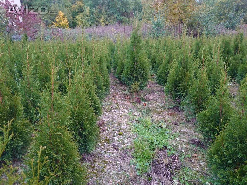 Foto inzerátu Thuje Smaragd na živvý plot